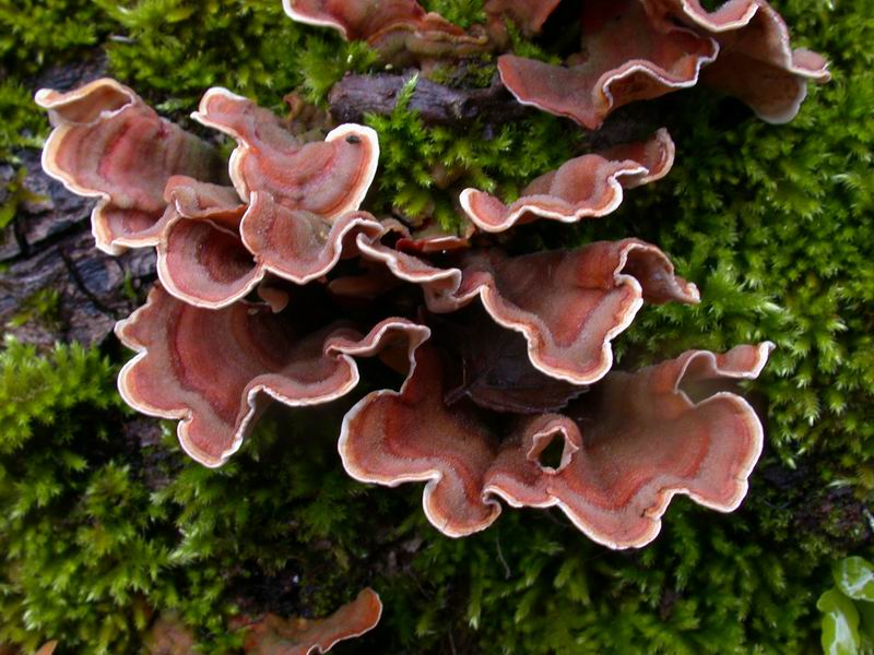 Stereum sp.